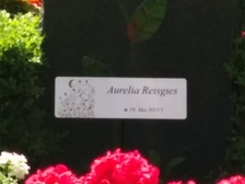 Aurelia Reisgies 22