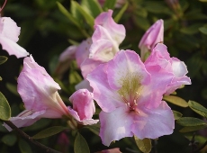 alkalische-hydrolyse-(resomation)