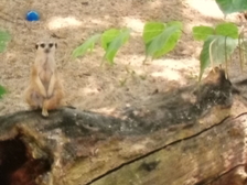 Angelika Stabenau 245