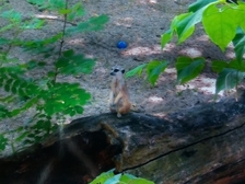 Angelika Stabenau 248