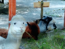 Angelika Stabenau 249