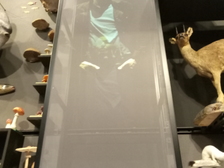 Angelika Stabenau 251