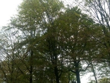 Angelika Stabenau 274