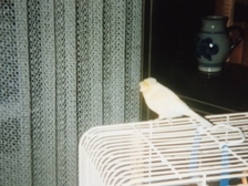 Angelika Stabenau 313