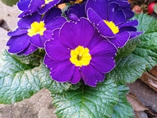 Angelika Stabenau 324