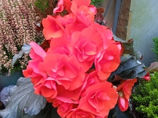 Angelika Stabenau 325