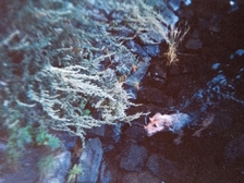 Angelika Stabenau 332