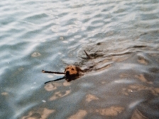 Angelika Stabenau 334