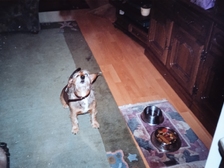 Angelika Stabenau 335