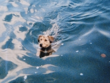 Angelika Stabenau 337