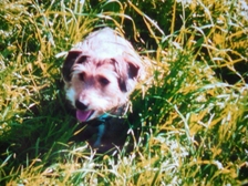 Angelika Stabenau 445