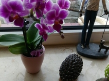 Angelika Stabenau 459