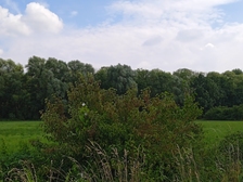 Angelika Stabenau 541