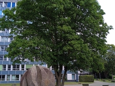 Angelika Stabenau 556