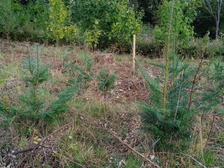 Angelika Stabenau 665