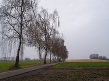 Angelika Stabenau 737