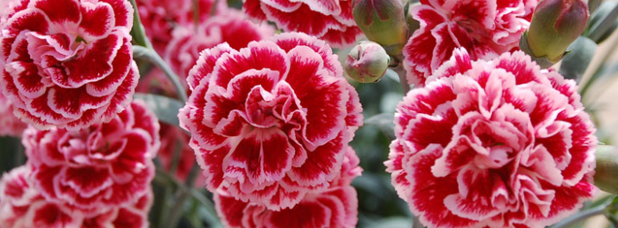 Stimmungsbild-Anneliese-Engelke-1