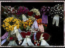 Anneliese Kremers 35