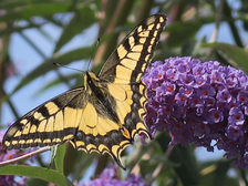 Benjamin Rieckmann 13