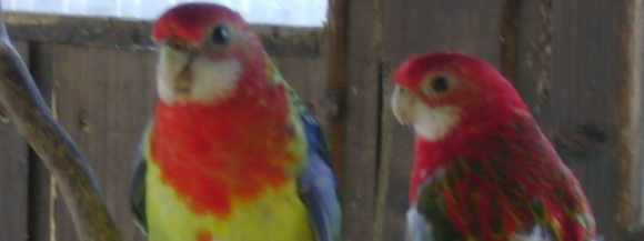 Stimmungsbild-Daniel-Henniges-1