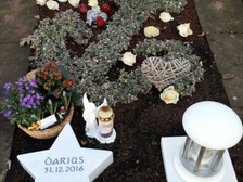 Darius Garen Brietsche 6
