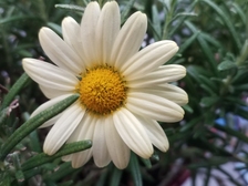 Theodora Doris Rolke 20