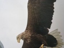 Elli Frieß - Stitz 9