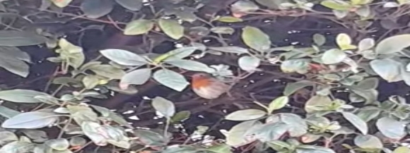 Stimmungsbild-Elvira-Librizzi-38