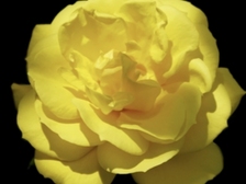 Evelyn Regina Westphal 51