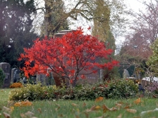 Evelyn Regina Westphal 63