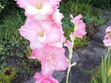 Evelyn Regina Westphal 26