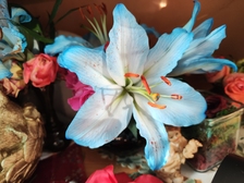 Evelyn Regina Westphal 27