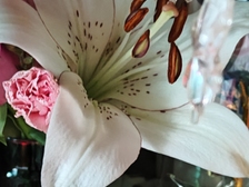 Evelyn Regina Westphal 36