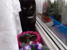 Evelyn Regina Westphal 41