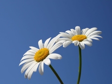 Ferdinand Zengerer 1