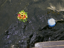 Georg Von Pilgrim 19