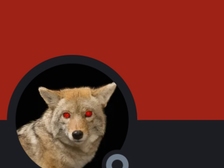 Guido Will E Coyote 1