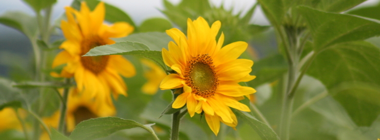 Stimmungsbild-Hannelore-Hupfeld-1