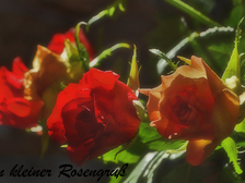 Hans-Joachim Becker 14