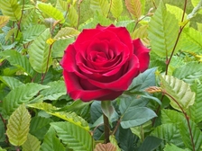Horst Simon 62