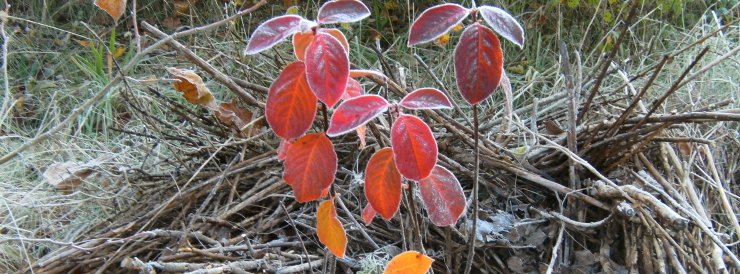 Gedenkseite für Hubert Frey