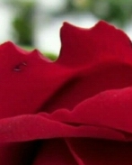 Ilona christina Bräunling