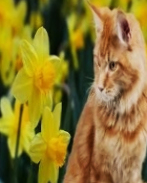 Inge Gertrud Elise Mohns