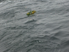 Ingeborg Johanna Ida Lebang 9