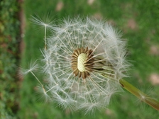 Irmtraut Herrmann 28