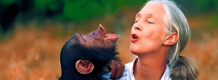 Stimmungsbild-Jane-Goodall-1