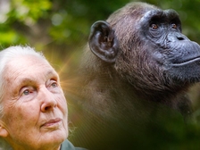 Jane Goodall 10