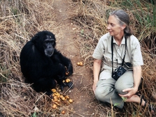 Jane Goodall 27