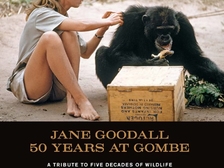 Jane Goodall 29
