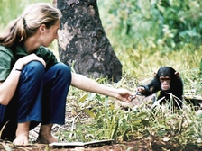 Jane Goodall 31